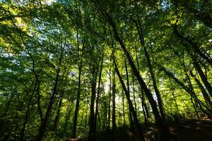 silhouet van bomen in de weelderig Woud. koolstof netto nul concept foto