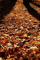 herfst of vallen visie. gedaald bruin bladeren Aan de Woud grond foto