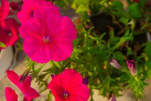 roze rood bloem Aan een groen tuin foto