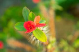 euphorbia milii groeit in de tuin, kroon van doornen, Christus fabriek foto