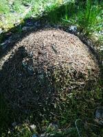 een mierenhoop in de Woud foto