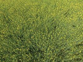 veld- van bloeiend verkrachting. top visie van de drone. verkrachting, een syderatisch fabriek met geel bloemen. veld- met siderates foto