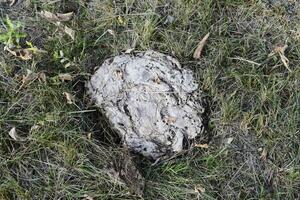 droog koe mest in de gras. de uitwerpselen van vee foto