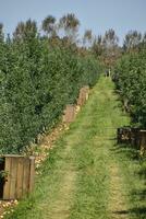 appel boomgaard. rijen van bomen en de fruit van de grond onder t foto