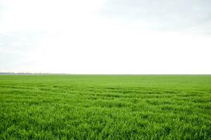 veld- van jong groen gerst foto