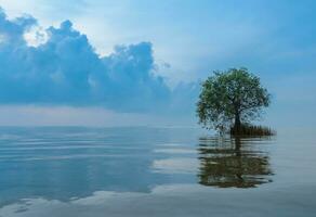 toneel- visie van mangrove appel met reflectie in de zee foto