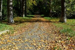 verzameling van prachtige kleurrijke herfstbladeren foto