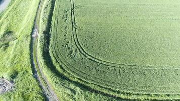 de top visie van de tarwe veld- en de kanaal van de irrigatie systeem. het schieten van een drone. foto