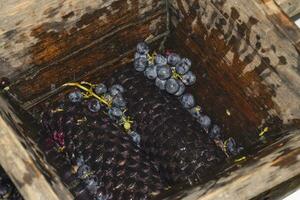 handleiding mechanisme voor verpletterend druiven. verpletteren de druiven in sap foto