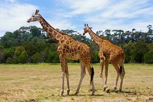 giraffen in safari foto