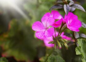 roze bloemclose-up foto