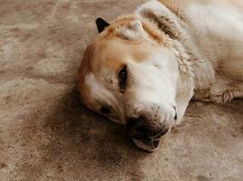 centraal Aziatisch herder hond. alabai portret foto