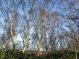 zilver berk bomen in winter zonlicht met een blauw lucht foto