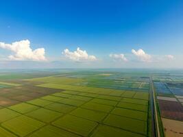 de rijst- velden zijn overstroomd met water. overstroomd rijst- rijstvelden. agronomisch methoden van groeit rijst- in de velden. foto