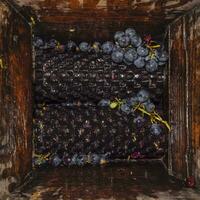 handleiding mechanisme voor verpletterend druiven. verpletteren de druiven in sap en wijn foto