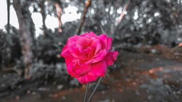 rood rozen bloeiend Aan een zwart en wit esthetisch achtergrond foto