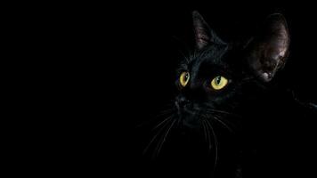 portret van een zwart huiselijk stamboom kat felis catus foto
