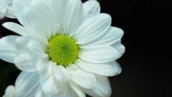 een takje van wit chrysant indicatie bloem foto