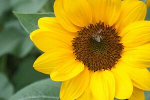 zonnebloem bloeiend en bij schoonheid Natur foto