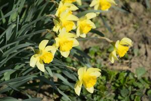 bloeiend bloemknoppen van narcissen in bloem bed. foto