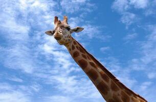 giraffe Aan de lucht foto