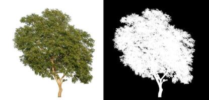 single bomen Aan wit achtergrond met knipsel pad en alpha kanaal Aan zwart achtergrond. foto