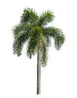 groen palm boom geïsoleerd Aan wit achtergrond met knipsel pad en alpha kanaal. foto