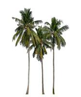 kokosnoot bomen Aan wit achtergrond met knipsel pad en alpha kanaal. foto