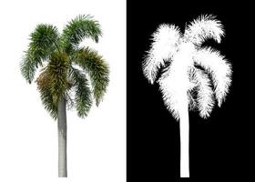 groen palm boom geïsoleerd Aan wit achtergrond met knipsel pad en alpha kanaal Aan zwart achtergrond. foto