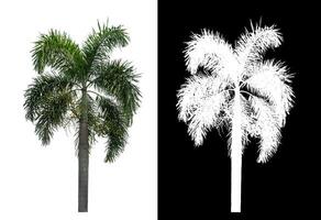 groen palm boom geïsoleerd Aan wit achtergrond met knipsel pad en alpha kanaal Aan zwart achtergrond. foto