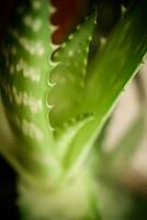 van de natuur huidsverzorging geheim. de aloë vera plant, een botanisch schat, aanbiedingen een natuurlijk en effectief oplossing voor huidverzorging. foto