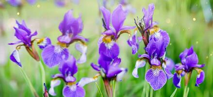 detailopname schot van een single delicaat Purper iris bloem met geel stuifmeel in de centrum foto