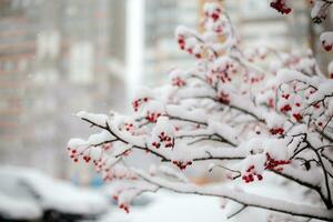 met sneeuw bedekt lijsterbes takken met rood bessen in de winter. foto