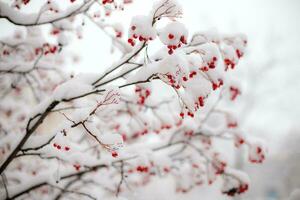 met sneeuw bedekt lijsterbes takken met rood bessen in de winter. foto