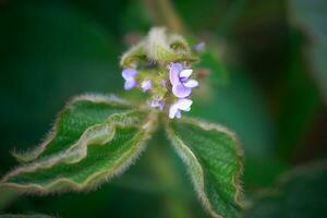 Purper bloem van soja detailopname. soja Bijsnijden in de Niet gmo veld. glycine maximaal, sojaboon, soja Boon spruit groeit soja bonen Aan een industrieel schaal. jong soja planten met bloemen foto