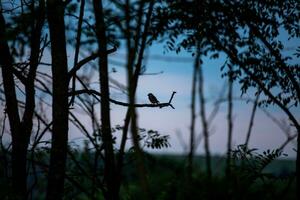 silhouet van een vogel neergestreken Aan een Afdeling in de Woud foto