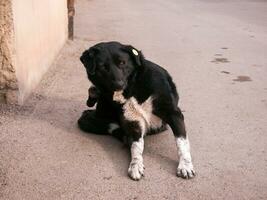 dakloos hond detailopname buitenshuis foto