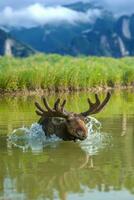 eland zwemmen in meer met groot hoorns Aan berg achtergrond foto