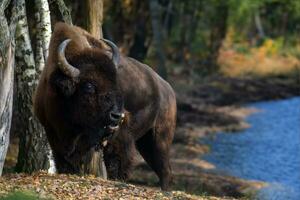 wild volwassen bizon in de herfst Woud. dieren in het wild tafereel van voorjaar natuur foto