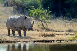 Afrikaanse wit neushoorn weerspiegeld in de water in de savanne, nationaal park van Kenia foto