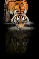 volwassen tijger drinken water en reflectie. dier Aan donker achtergrond foto
