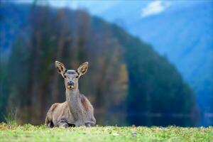 majestueus rood hert hert in nationaal park Aan meer en berg achtergrond. dier in natuur leefgebied foto