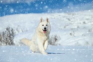 wit Zwitsers herder hond rennen Aan sneeuw foto