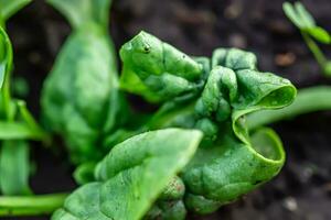 groente, vers jong spinazie bladeren besmet met bladluizen. de curling van de bladeren spinazie bladeren foto