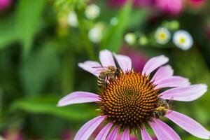 bij detailopname Aan een bloem van echinacea, zonnehoed. de bij verzamelt de nectar van de bloem van echinacea purpurea. foto