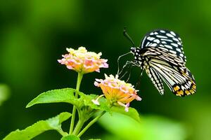 monarch, mooi vlinder fotografie, mooi vlinder Aan bloem, macro fotografie, mooi natuur foto