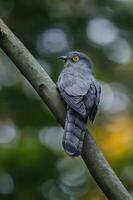 vogel fotografie, vogel afbeelding, meest mooi vogel fotografie, natuur fotografie foto