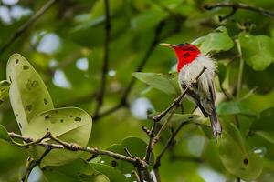 vogel fotografie, vogel afbeelding, meest mooi vogel fotografie, natuur fotografie foto