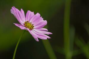 bloem mooi bloemen natuur,fotografie, bloemen, bloeiend plant, schoonheid in natuur, versheid foto