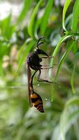 mooi scharlaken libel fotografie, mooi libel Aan natuur, macro fotografie, mooi natuur foto